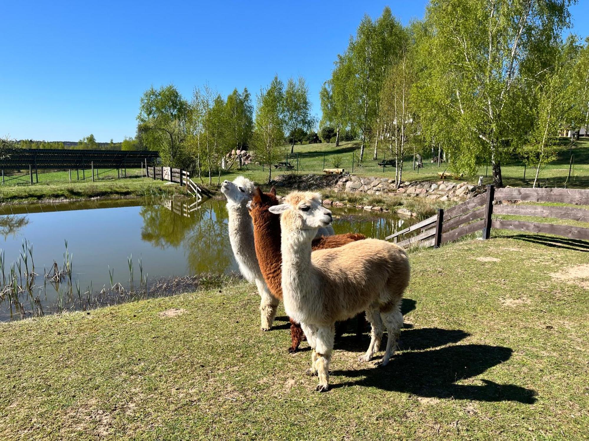 Dzika Zagroda Dziemiany Dış mekan fotoğraf